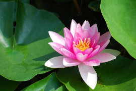 Seerose und Entspannung mit Hypnose