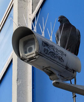 Trotz Maßnahmen zur Taubenabwehr sitzt eine Taube au einer Überwachungskamera in Berlin