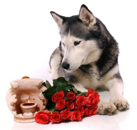 acuh Tiere trauern bei Tierbestattungen in Berlin